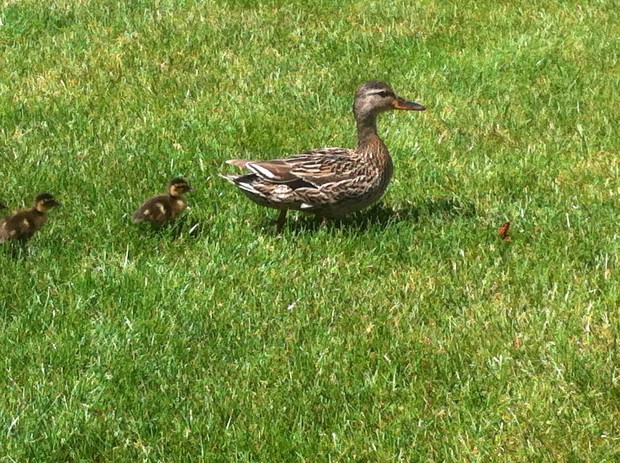 Portage employees rescue ducklings from storm drain