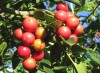Herbal Healer: What is gevuina?
