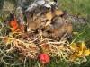 Horizontal Mushroom Moment