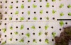 Matthew's Nursery Aquaponics