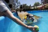 Dogs and water: How to play and exercise safely