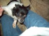Pets of the week