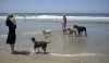 Pets Dog Beaches