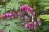 Define 'shade' before planting a shade garden