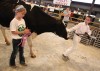 Tuition on the hoof