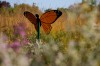 Area way stations wait to welcome monarchs