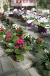 Alsip Mini Kalanchoe