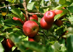 More home apple growers are thinking organic  