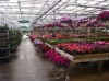 Alsip Home & Nursery