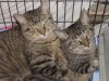 Pets of the week