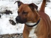 Buddy