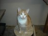 Pets of the week