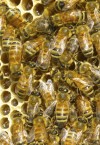 Close View of Bee Hive Comb