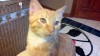 Pets of the week
