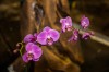 Macy's Flower
