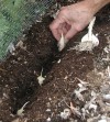 Planting Garlic Bulbs