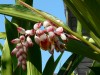 Herbal Healer: What is shell flower?