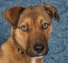 Humane Society offers reward for missing dog