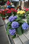 St. John-Alsip Home and Garden.Hydrangia