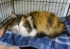Pets of the week