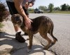 Woman arrested in Portage hoarding case has previous convictions for animal cruelty