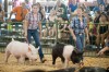 Porter County Fair's showmanship contest helps develop leaders