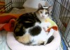 Pets of the week