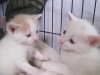 Pets of the week