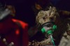 Champion show dogs killed in Cal Twsp. fire