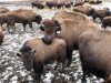 Buffalo still roam in Union Township