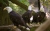 Bald eagles illustrate American success story