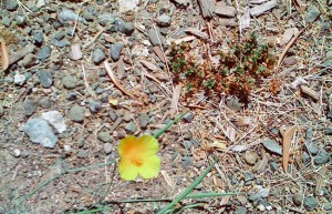 Underdogs of the plant world
