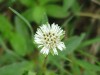Herbal Healer: What is eclipta?