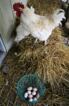 Eggs from Iowa farms could come to table near you