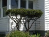 Please prune the shrubs, deer 