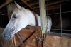 Child killed by horse