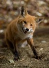 NWI legislator hopes to halt fox, coyote penning