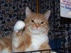 Simba