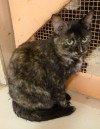Pets of the week
