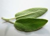 Herbal Healer What is sage?