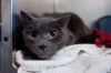 Hammond vet comes to the rescue of cats
