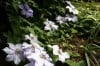 When—and how—to prune clematis