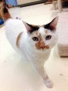 Pet of the week: Patches