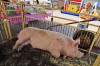 Pork Fest stuffed with fun