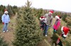 Cut your own Christmas Tree
