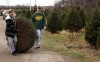 The real thing: Natural Christmas trees bring holiday cheer
