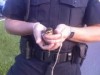 Schererville cops save ducklings 