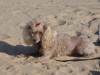 The never-ending debate about dogs on the beach