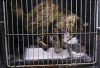 PETA investigates county shelter  