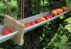 U-pick offerings fewer as crops lost